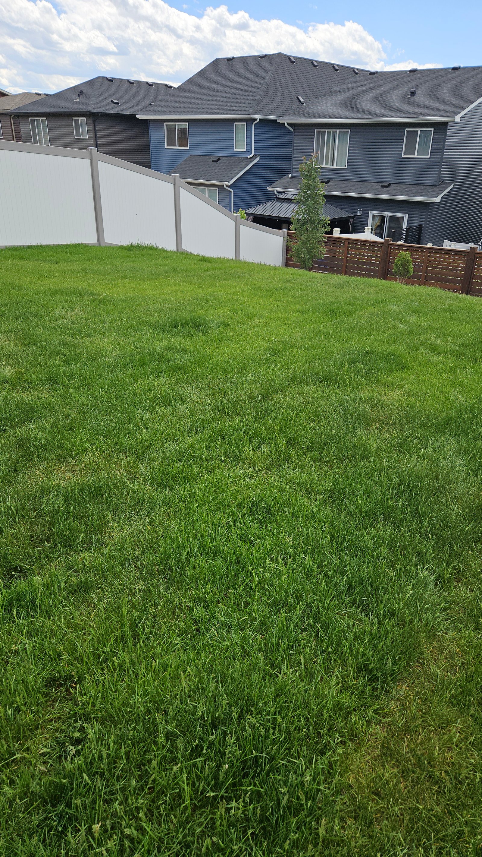 Before dethatching