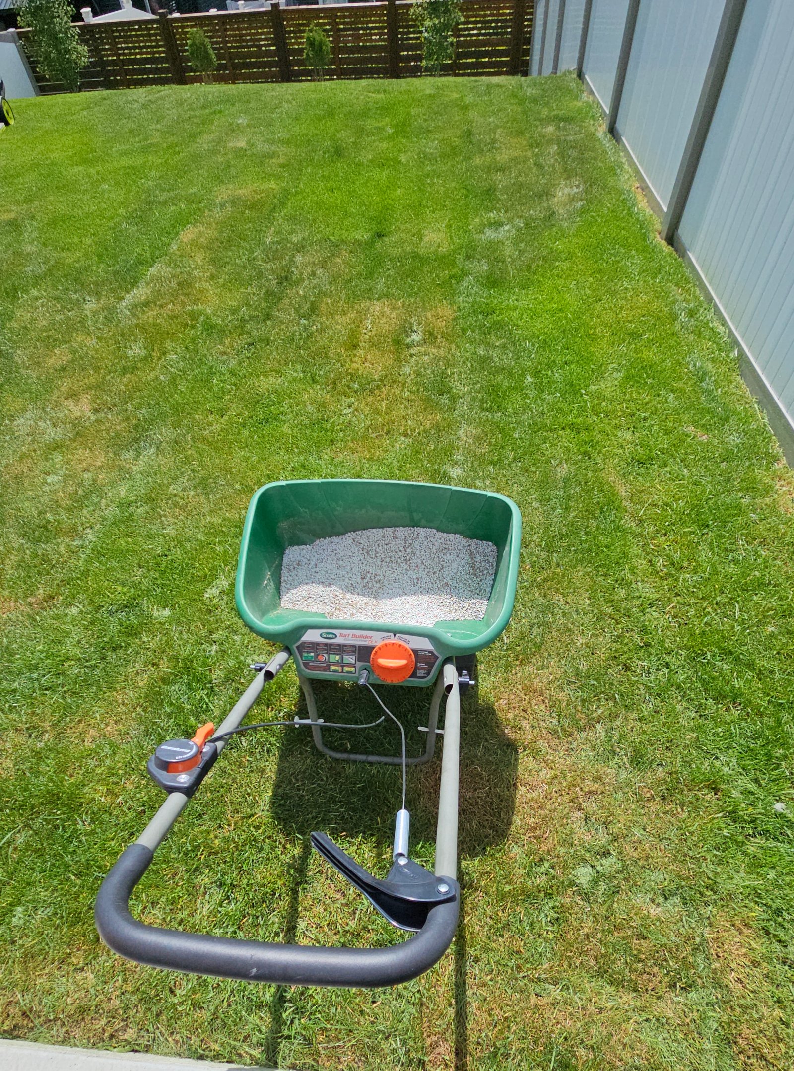After dethatching and overseeding